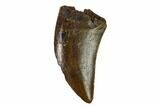 Serrated, Tyrannosaur (Nanotyrannus?) Tooth - South Dakota #144033-1